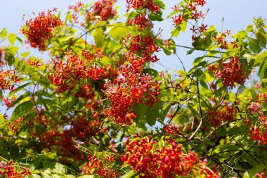 Rangoon Creeper veya Burma Creeper, Combretum indicum