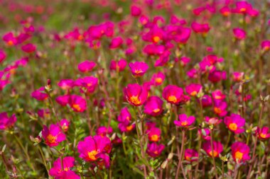 Portekiz pembe çiçeği (yosun gülü bitkileri))