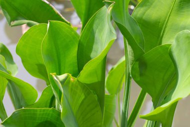 Limnocharis flava bitkisi sebzeleri