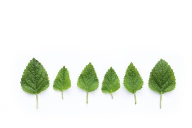 beyaz zemin üzerine taze Melisa.