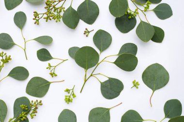 Beyaz arka planda okaliptüs yaprakları. Yeşil yaprak dalları.