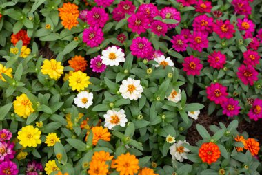 Bahçedeki zinnia çiçeği