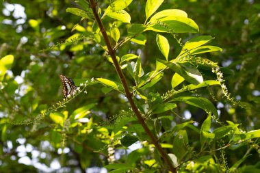 Florida keman ağacı çiçeği ya da dikenli keman ağacı