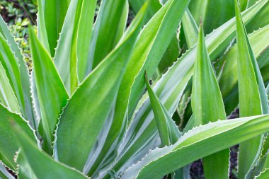 Bahçedeki Agave bitkisi. Furcraea fetida (L.)