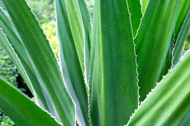 Bahçedeki Agave bitkisi. Furcraea fetida (L.)