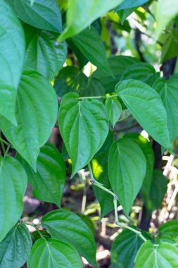 Bahçede yeşil betel yaprakları