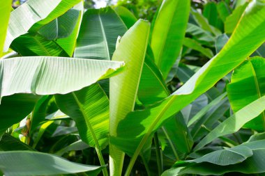 Bahçedeki muz ağacı