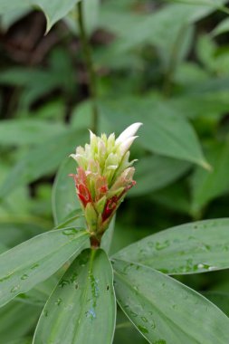 Hintli kızıl, Costus Specosus