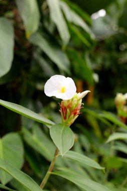 Hintli kızıl, Costus Specosus