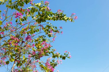 Bauhinia purpurea tree with pink flower