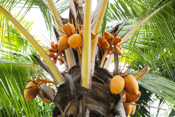Yellow coconut fruits on coconut tree