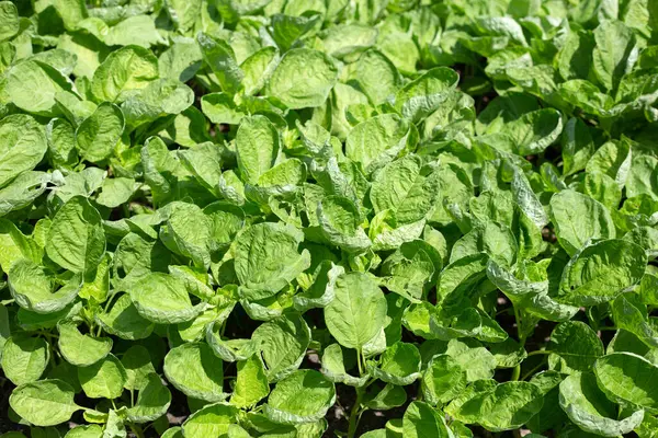 Green spinach in vegetable patch