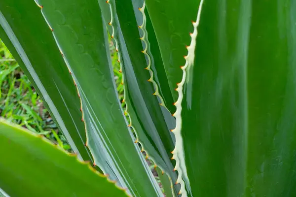 Bahçedeki Agave bitkisi. Furcraea fetida (L.)