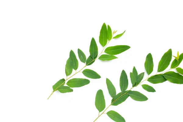Eucalyptus leaves on white background.