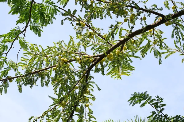 Meyveli Phyllanthus emblica ağacı (Hint Bektaşi üzümü, Amla)