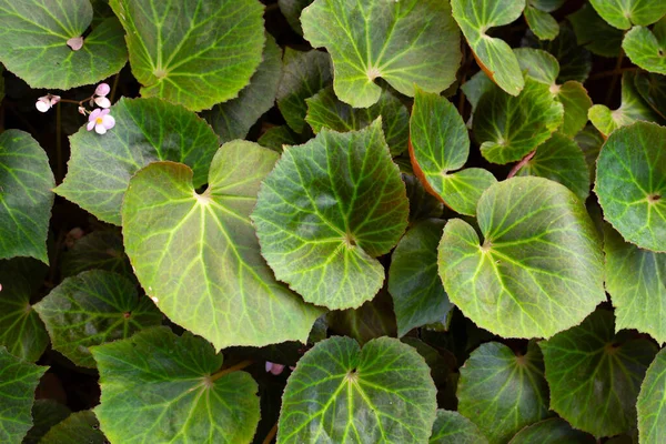 Bahçedeki begonya bitkileri