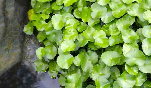 Gotu kola, Asya pennywort, Hint pennywort. Göletteki su bitkisi