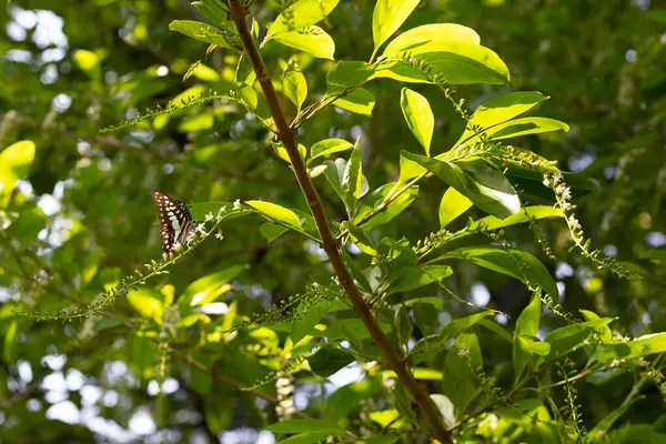 Florida keman ağacı çiçeği ya da dikenli keman ağacı