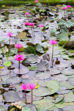 Güzel bir nilüfer. Lotus göleti