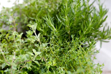 Bahçede taze bitkiler