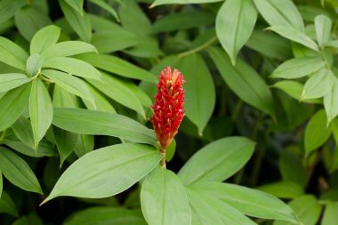 Hintli kızıl, Costus Specosus