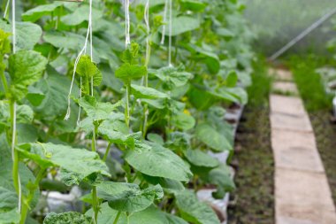 Serada yetişen tatlı karpuzlar