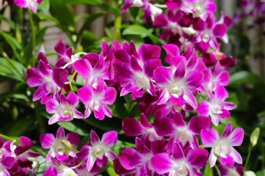 Güzel mor orkide çiçekleri. Çiçek arkaplanı.