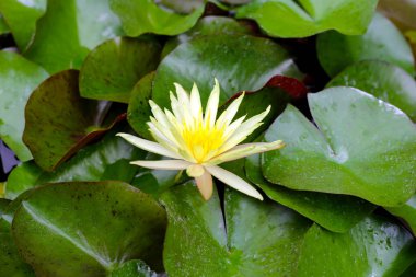 Güzel sarı su zambağı ya da yeşil yapraklı nilüfer çiçeği