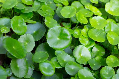 Centella asiatica (gotu kola). Bitkisel ilaç fabrikası