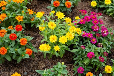 Bahçedeki zinnia çiçeği