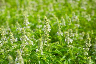 Limon fesleğeni, fesleğen, kıllı fesleğen