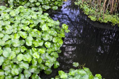 Gotu kola, Asya pennywort, Hint pennywort. Göletteki su bitkisi