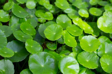 Gotu kola veya centella asiatica. Bahçedeki yeşil bitki yaprakları