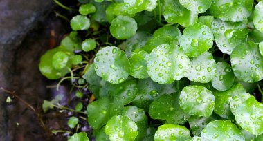 Centella asiatica (gotu kola). Yapraklardaki yağmur damlaları