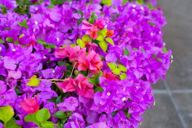 Beautiful bougainvillea flowers with green leaves