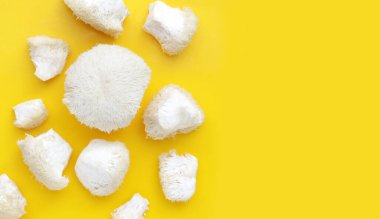 Sarı arka planda taze aslan yelesi mantarı. (Yamabushitake Mantarı)