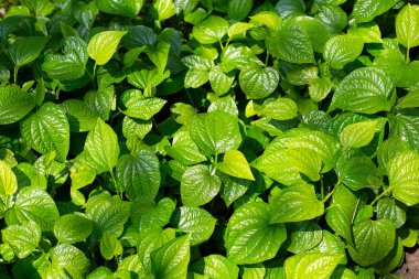 Vahşi betel 'in taze yaprakları. Bitki.