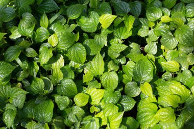 Vahşi betel 'in taze yaprakları. Bitki.