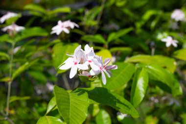 Kopsia meyveli pembe çiçek bahçede.