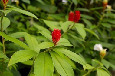 Hintli kızıl, Costus Specosus