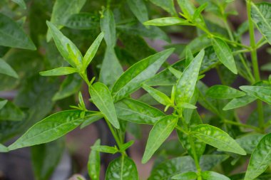 Andrographis bahçede paniklemiş.