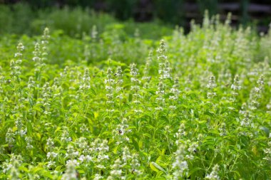 Limon fesleğeni, fesleğen, kıllı fesleğen