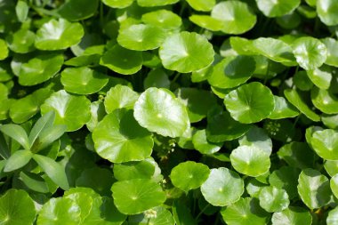 Gotu kola veya centella asiatica. Bahçedeki yeşil bitki yaprakları