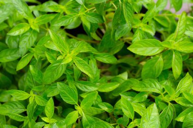 Bahçede taze nane yaprakları