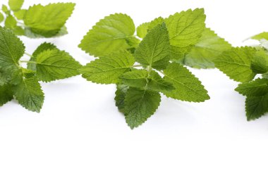 beyaz zemin üzerine taze Melisa.