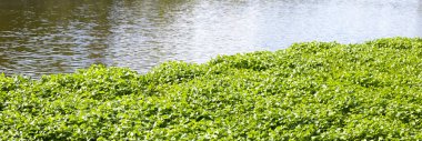 Gotu kola, Asya pennywort, Hint pennywort. Göletteki su bitkisi