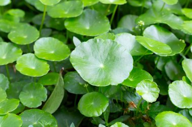 Taze yeşil bitki yaprakları centella asiatica (gotu kola)