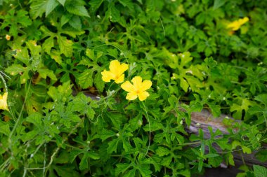 Çiçekli acı kabak çiçeği.