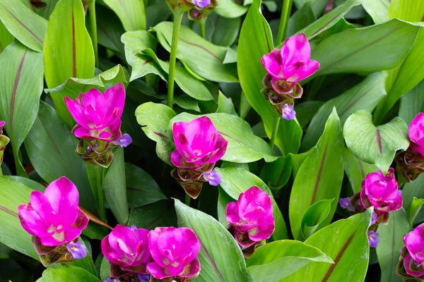 Curcuma sessilis bagaj bitkisinin pembe çiçeği