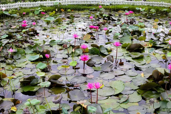Beautiful water lily. Lotus pond